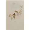 Image 8 : Lot of 2 Hummingbird prints by John Gould.  Framed  in museum quality framings with UV glass. Very