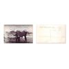 Image 3 : Lot of 7 old Western-related postcards in  protective sleeves including an old street scene  of San