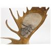 Image 2 : Excellent carved and scrimshawed Moose antler in  Eagle and Walrus designs; signed “D. Richards  Tra