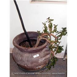 POTTED PLANT