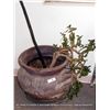 Image 1 : POTTED PLANT