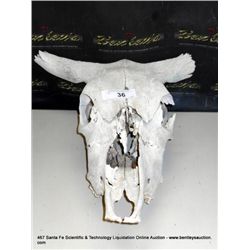COW SKULL