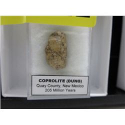 205 Million year old Coprolite (Dino feces)