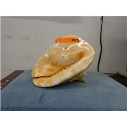 Conch shell - "Queen's Bonnet"