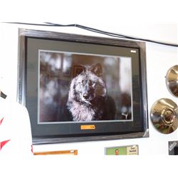 Framed print "Wolf Portrait"