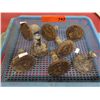 Image 1 : Alberta Survey Control metal markers-8 pcs