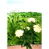 Image 1 : Jane Freilicher PEONIES Signed and Numbered Art Etching
