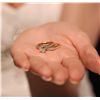 Image 2 : 14KT Yellow Gold 1.42ctw Diamond Wedding Set