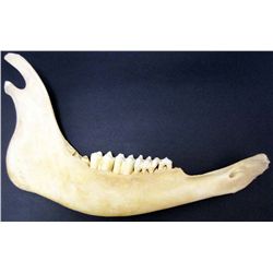 REAL BUFFALO JAW BONE WITH TEETH 16.5" LONG