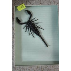 FRAMED SCORPION