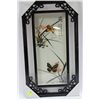 Image 1 : FRAMED BUTTERFLY DISPLAYS X4