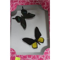 PAIR OF FRAMED BUTTERFLIES