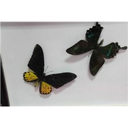 PAIR OF ORNATE FRAMED BUTTERFLIES