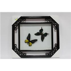 PAIR OF FRAMED BUTTERFLIES