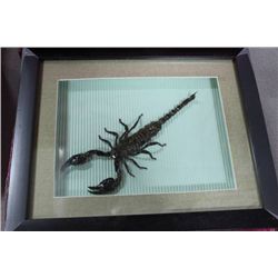 FRAMED SCORPION