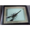 Image 1 : FRAMED SCORPION