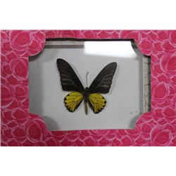 FRAMED BUTTERFLY X4