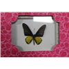 Image 1 : FRAMED BUTTERFLY X4