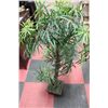 Image 1 : ARTIFICIAL PLANT