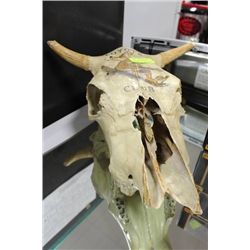 COYOTE CLUB SKULL ORNAMENT