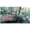 Image 1 : 2015 Utah Boulder Elk Archery Conservation Permit