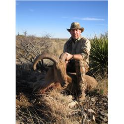 Trophy Aoudad/Barbary Sheep Hunt for Two Hunter’s