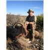 Image 1 : Trophy Aoudad/Barbary Sheep Hunt for Two Hunter’s