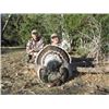 Image 1 : New Mexico Special Gould’s Turkey Enhancement Permit