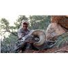 Image 1 : 2015 Utah Statewide Desert Bighorn Sheep Conservation Permit