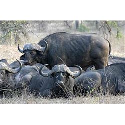 Cape Buffalo Hunt with Jimba Safaris and The Safari Connection