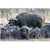 Image 1 : Cape Buffalo Hunt with Jimba Safaris and The Safari Connection