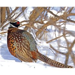 PHEASANT HUNT AND SPORTING CLAYS