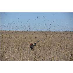 ARGINTINA DOVE HUNT FOR TWO HUNTERS