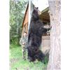Image 1 : 6 DAY IDAHO BLACK BEAR HUNT