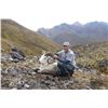 Image 1 : 10 DAY DALL SHEEP AND MOUNTAIN CARIBOU HUNT IN THE YUKON