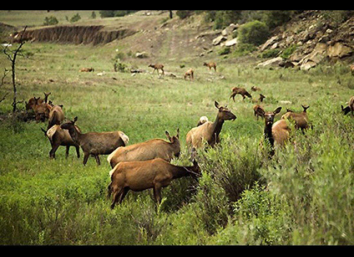 3 DAY PREMIUM COW ELK HUNT AT VERMEJO PARK RANCH