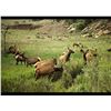 Image 2 : 3 DAY PREMIUM COW ELK HUNT AT VERMEJO PARK RANCH