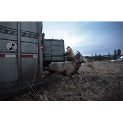 SOUTH DAKOTA EWE ADDOPTION