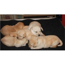 Golden Lab puppy