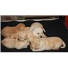 Image 1 : Golden Lab puppy