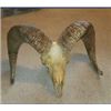 Image 1 : SOUTH DAKOTA BIGHORN SHEEP HORNS AND SKULL
