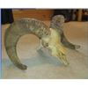 Image 2 : SOUTH DAKOTA BIGHORN SHEEP HORNS AND SKULL