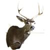 Image 1 : Mounted deer head.