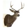 Image 2 : Mounted deer head.