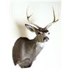 Image 3 : Mounted deer head.
