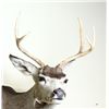 Image 4 : Mounted deer head.