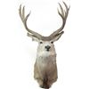 Image 1 : Shoulder mount deer head.