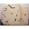 Image 1 : Fossil Fish Slab 1