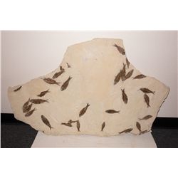 Fossil Fish Slab 2