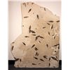 Image 1 : Fossil Fish Slab 4